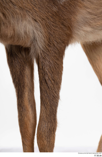 Deer doe leg 0022.jpg